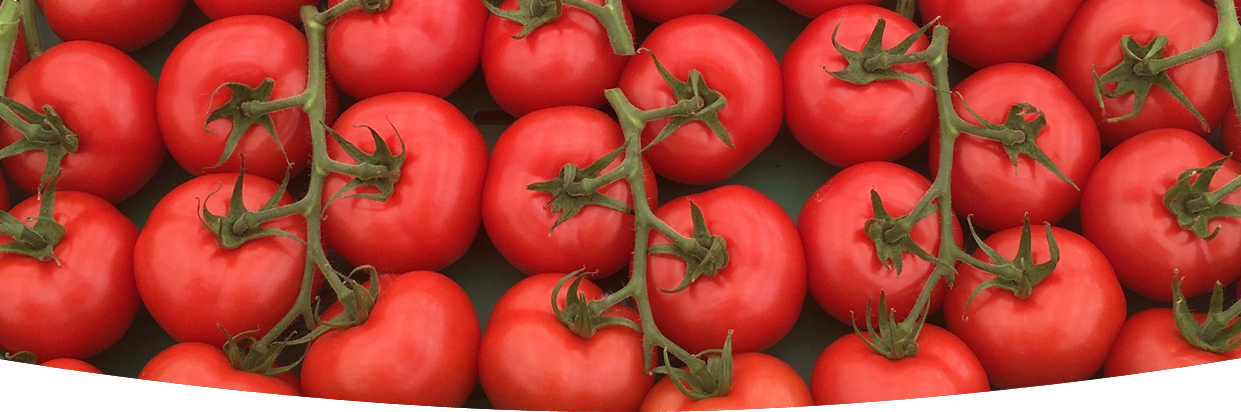 Barther Tomaten - die Klassiker